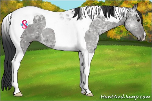 Horse Color:Unknown 