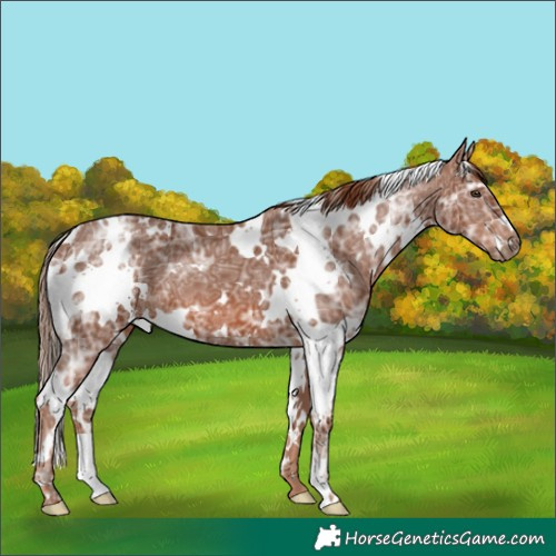 Horse Color:White Spotted Chestnut Ice 