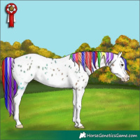 Horse Color:Painted White Spotted Liver Red Dun Splash Appaloosa 
