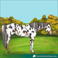 Horse Color:White Spotted Liver Chestnut Appaloosa 