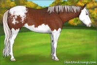 Horse Color:Silver Brown Splash Appaloosa 