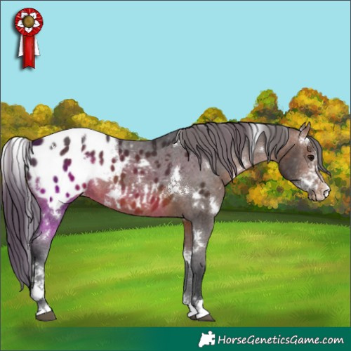 Horse Color:White Spotted Bay Sabino Appaloosa