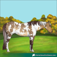 Horse Color:White Spotted Chocolate Buckskin Dun Rabicano