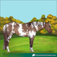 Horse Color:White Spotted Chocolate Brown Dun