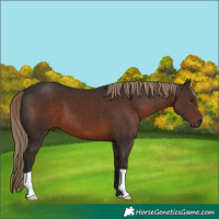 Horse Color:Liver Chestnut 