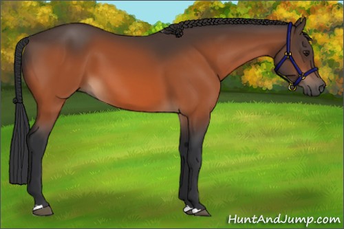 Horse Color:Brown 