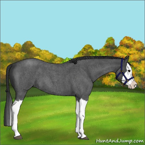 Horse Color:Blue Roan Splash 