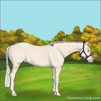 Horse Color:Cremello Tobiano 