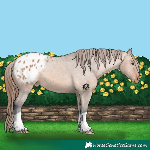 Horse Color:Bay Dun Appaloosa 