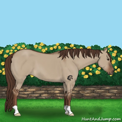Horse Color:Liver Red Dun