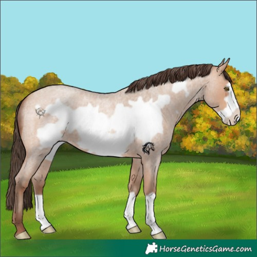 Horse Color:Amber Champagne Roan Frame 