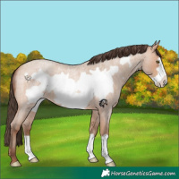 Horse Color:Amber Champagne Roan Frame