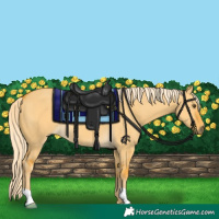 Horse Color:Palomino Dun 