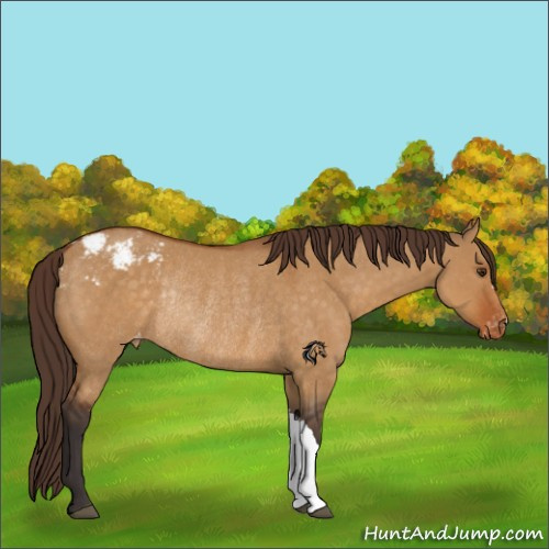 Horse Color:Buckskin Dun Appaloosa Rabicano 