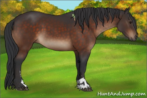 Horse Color:Brown Sabino
