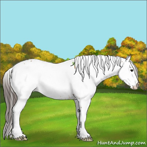 Horse Color:White Spotted Buckskin Appaloosa