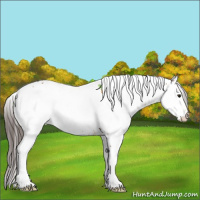 Horse Color:White Spotted Buckskin Appaloosa 