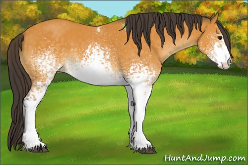 Horse Color:White Spotted Buckskin