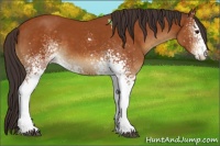 Horse Color:White Spotted Buckskin 