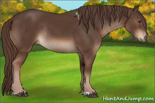 Horse Color:Liver Chestnut Rabicano 