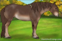 Horse Color:Liver Chestnut Rabicano 