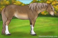 Horse Color:Chocolate Palomino 