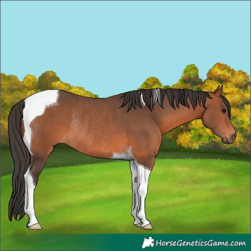 Horse Color:Bay Tobiano Rabicano 
