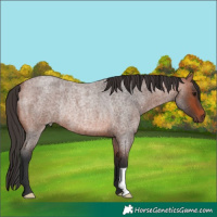 Horse Color:Bay Roan Rabicano 
