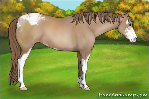 Horse Color:Black Pearl Sabino Snowcap 