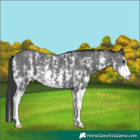 Horse Color:Black Sabino 