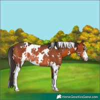 Horse Color:White Spotted Bay Sabino Rabicano 