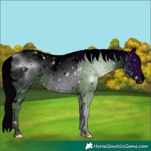 Horse Color:ERROR: UNKNOWN ANOMALY