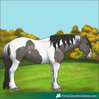 Horse Color:Grullo Tobiano 