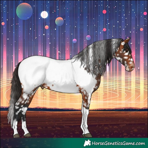 Horse Color:Bay Tobiano Appaloosa 