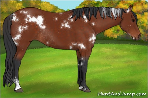 Horse Color:White Spotted Bay Sabino Rabicano 