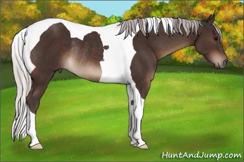 Horse Color:Silver Brown Tobiano Rabicano 
