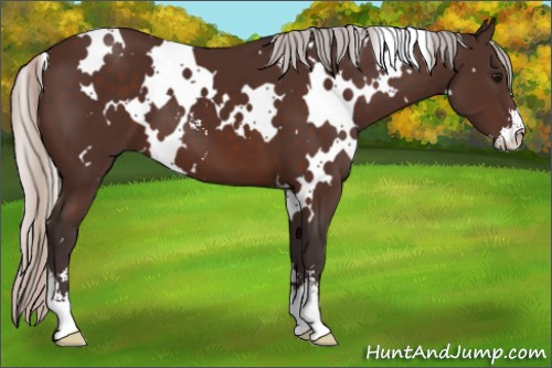 Horse Color:White Spotted Silver Brown Sabino 