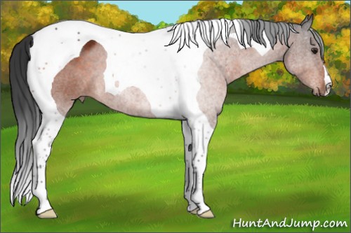 Horse Color:Brown Tobiano 