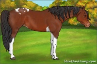 Horse Color:Brown Tobiano Appaloosa