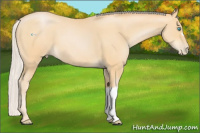 Horse Color:Silver Buckskin Pearl
