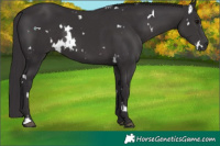 Horse Color:White Spotted Smoky Black