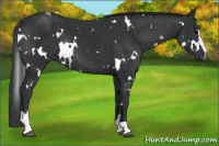 Horse Color:White Spotted Black Sabino Rabicano 