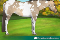 Horse Color:White Spotted Buckskin Dun Tobiano Rabicano