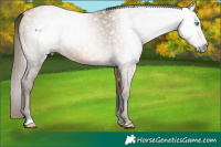 Horse Color:Gray Buckskin Pearl