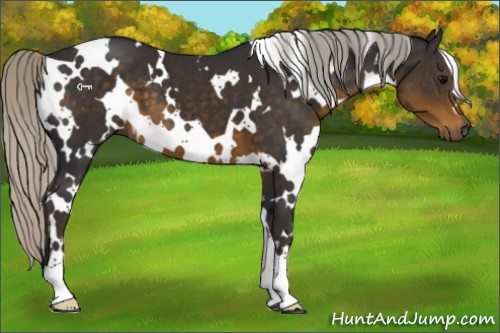 Horse Color:White Spotted Silver Smoky Black