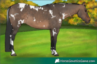Horse Color:White Spotted Brown Dun 