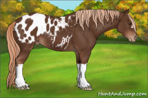 Horse Color:Liver Chestnut Appaloosa 