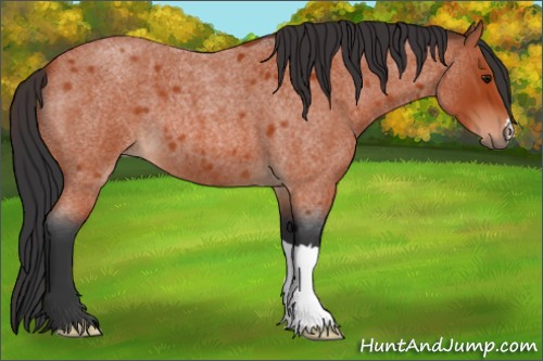 Horse Color:Bay Roan 