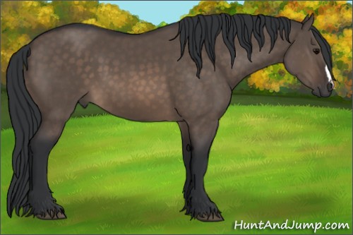 Horse Color:Brown Dun 