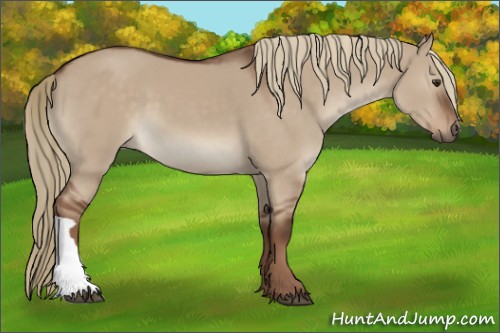 Horse Color:Liver Red Dun 